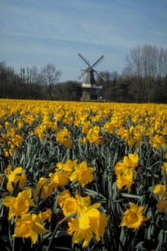 Tweedaagse tour Amsterdam + Keukenhof